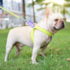 1709633168557 No Pull Adjustable Pet Harness Leash Set