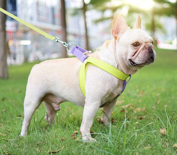 1709633168557 No Pull Adjustable Pet Harness Leash Set