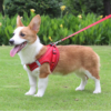 Reflective Breathable Pet Harness Leash Set