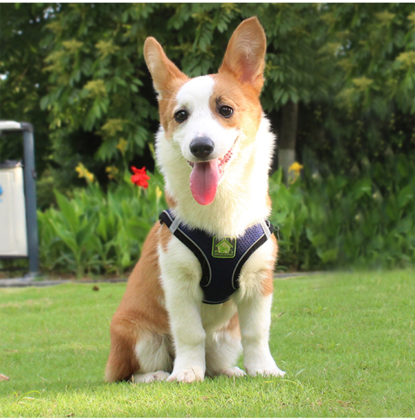 Reflective Breathable Pet Harness Leash Set