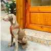 1732242933331 Luxury Leather Dog Harness Leash Set For Dog Walking