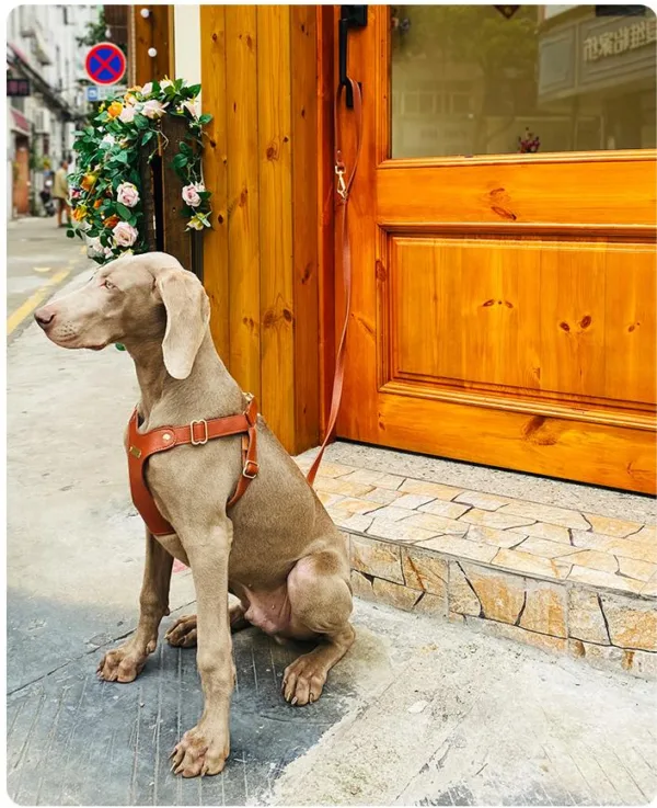 1732242933331 Luxury Leather Dog Harness Leash Set For Dog Walking