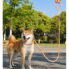 1734591861825 Heavy-Duty Anti-Pull Adjustable P-Rope Pet Dog Leash – Ultimate Control & Comfort