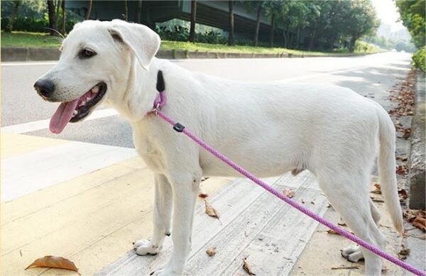 1735178913211 All-in-One Adjustable Anti-Pull P Rope Dog Leash – Premium Control & Comfort
