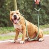 dog leash All-in-One Adjustable Anti-Pull P Rope Dog Leash – Premium Control & Comfort